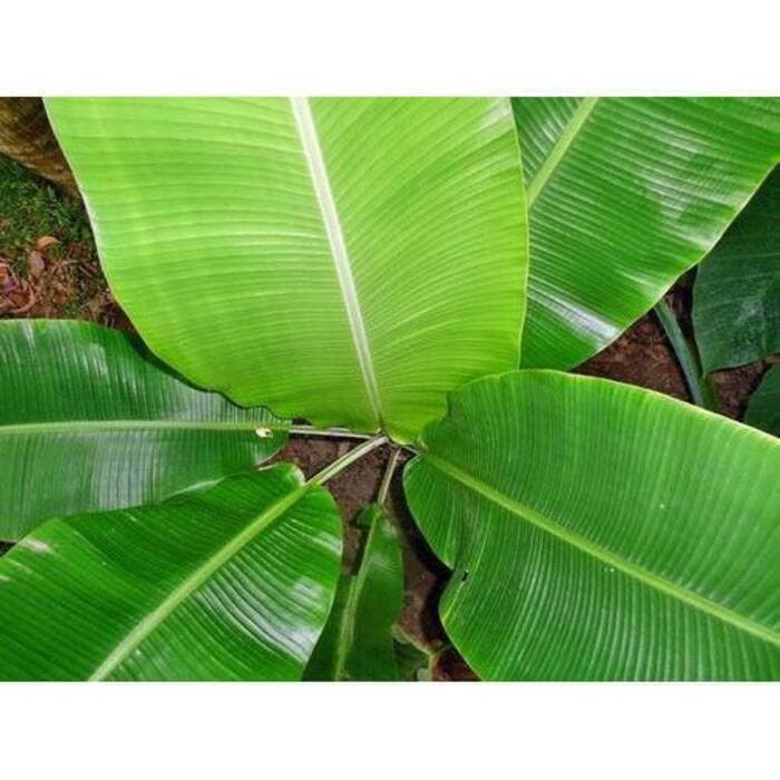 Kele Ke Patte - Image 1