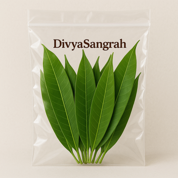 "Fresh mango leaves (Aam ke Paate) packed in a transparent polythene bag by DivyaSangrah – ideal for Hindu puja rituals, festive decorations, and vastu purposes."