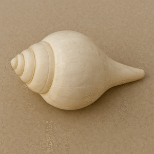 "Sacred white shankh (conch shell) used in Hindu pooja rituals and temple ceremonies"